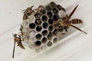 The red and brown common paper wasp typically builds an open umbrellashaped nest in a protected site under an eave or