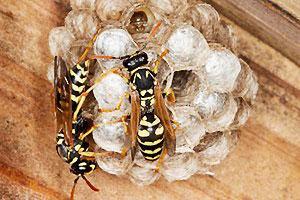 These red-brown wasps with yellow markings are not as aggressive as yellowjackets or hornets but will respond to