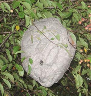 Its large, enclosed nest usually is attached to a tree, bush, or occasionally, side of a building.