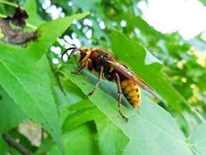 late summer, making control attempts dangerous. European hornet (David Stephens, Bugwood.org) The European hornet is a large (1½-inchlong) brown and orange insect with dark wings.