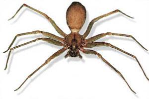 The brown widow is a tropical species that has been found in Florida, Georgia, Texas, and multiple localities in southeastern Louisiana and Mississippi as far north as a county bordering Tennessee.