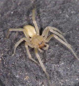 The bite of the brown recluse is usually painless until 3 to 8 hours later when it may become red, swollen, and tender.