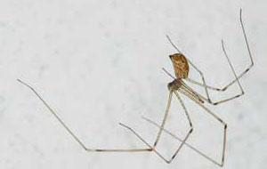Cellar Spider Cellar spiders have small bodies and long, thin legs. They hang from their irregular cobwebs in damp basements and crawlspaces.