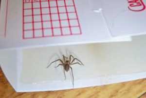 Brown recluse in sticky trap (horizonpestcontrol.com) Use glueboards or sticky traps to find where spiders are active and to monitor control efforts.
