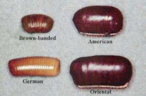 Eggs of common cockroach species (Univ Mn. Ext.