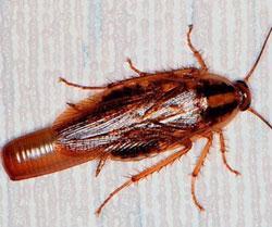 American and Oriental cockroaches can crawl through cracks and openings around windows and doors, and through sewer and drain lines.
