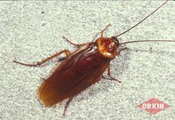 smaller and darker with a tan stripe down the middle of the back. German cockroaches have the shortest life cycle of the pest species, which allows them reproduce very rapidly.