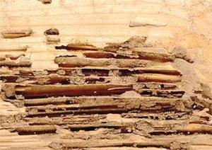 Occasionally, termites bore tiny holes through plaster or drywall, accompanied by bits of soil around the margin.