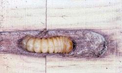 Infestations develop slowly but wood can be re-infested year after year. To prevent infestation or to control existing infestation, wet all surfaces thoroughly with insecticide.