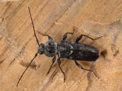 Old house borer adult (Pest and Diseases Image LIbrary, Bugwood.