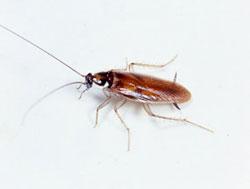 it is one of the filthiest cockroach species because it commonly infests cool, dark, damp places (e.g., sewers and basements) where it feeds on garbage, human waste, and decaying organic matter.