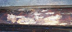 Wood Rot Carpenter bee larvae in galleries (www.myfavoritegardenshop.