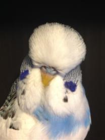Bill Schembri Bill s interest in budgies started after his retirement.