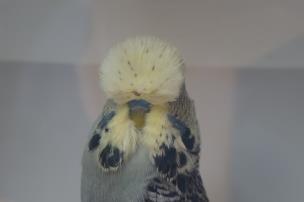 Wayne commenced breeding budgerigars in the