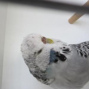 Kevin O Callaghan Open Breeder and National Judge from North and Central Queensland, Kevin has been Breeding Budgerigars since a child and over his Budgerigar Journey has enjoyed success at the