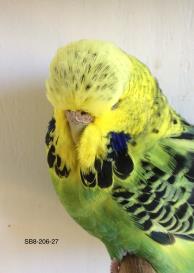 The championship budgerigar stud was built on having one bird room and aviaries at Vic's premises where the hobby was shared until