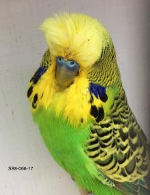 Pedigrees & Photo s of auction birds on website www.msbudgies.