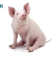 Pigs: New EU legislation - 1 June 1, 2014: Visual-only inspection will be the rule For both finishers, sows and boars Irrespective of production form Requirements Exchange