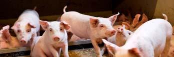 risk Pigs: New EU legislation - 2 Trichinella Regulation changed by June 1, 2014 No routine testing of sows, boars and finishers required from herds with high level of