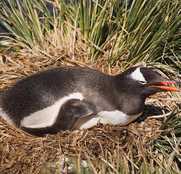 Chapter 3 This penguin rests in a grass nest. Each year, penguins make a nest with a partner.