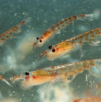 Krill, which are small shrimp, are easy to find because they