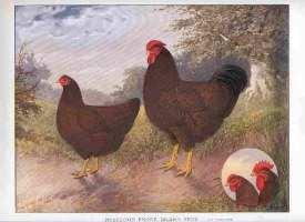 ROSE COMB RHODE ISLAND REDS. By Peter Moate. In 1969 I purchased my first poultry book, The Standard of Perfection otherwise known as the American poultry standards.