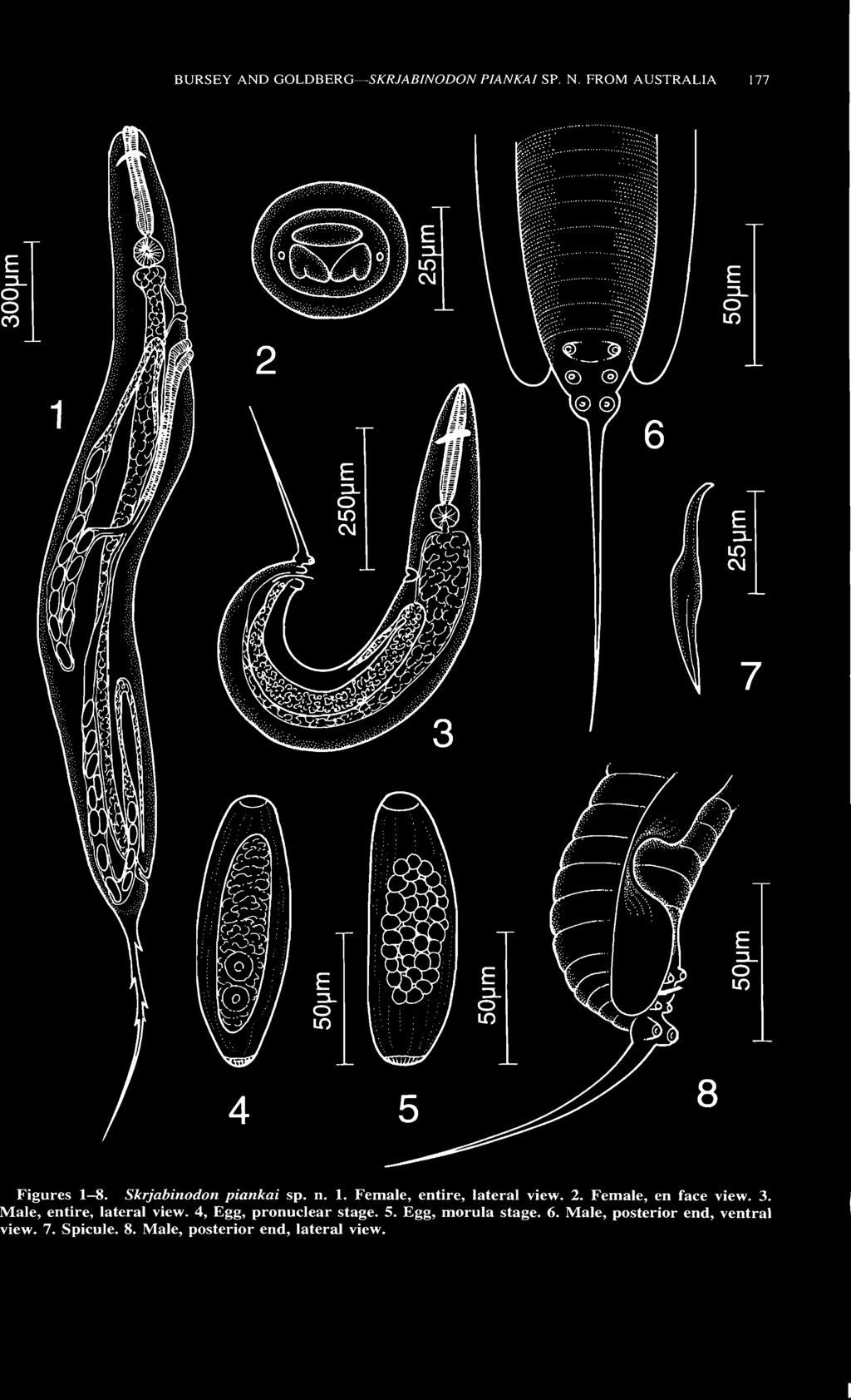 BURSEY AND GOLDBERG SKRJABINODON PIANKA1 SP. N. FROM AUSTRALIA 177 o CO 8 Figures 1 8. Skrjabinodon piankai sp. n. 1. Female, entire, lateral view. 2.