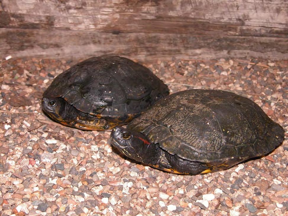 nonnative turtles. A single female slider was captured by hand while she was out of the water to lay eggs on May 25, 2008. Three mud turtles were captured by hand.