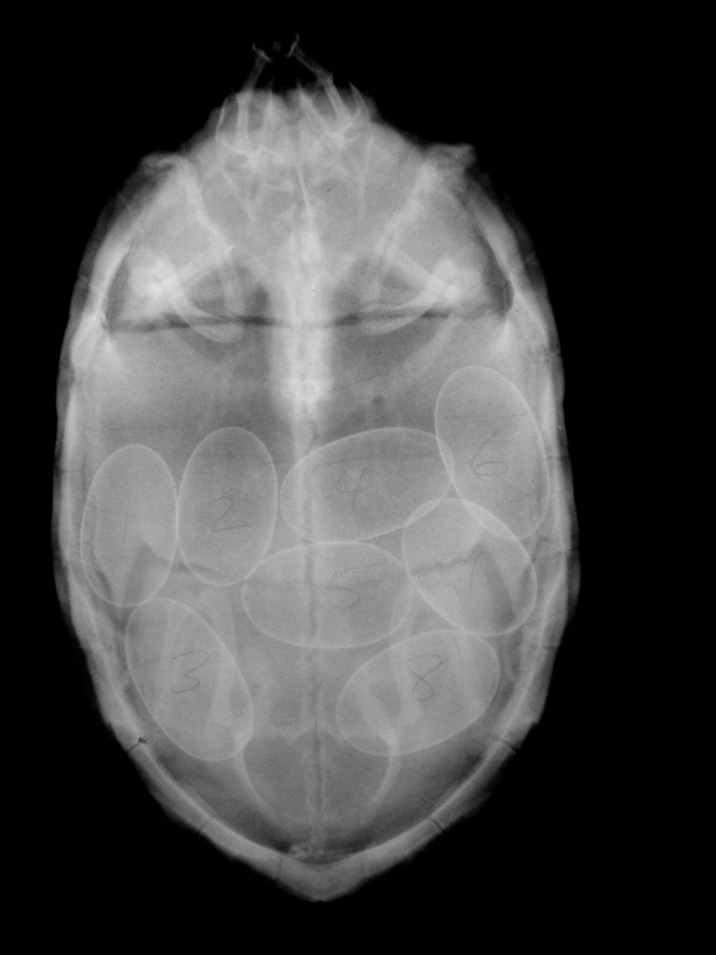 Figure 11. Radiograph showing female Sonora mud turtle with eight eggs. Table 10.