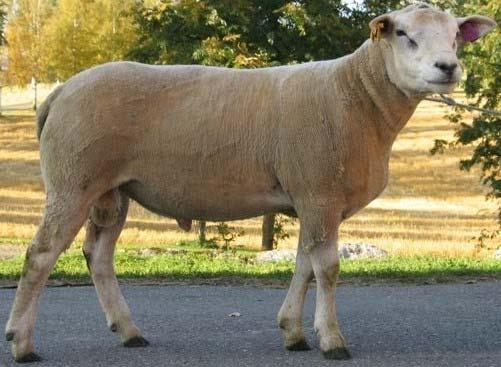 Breeding strategies within a terminal sire line for meat