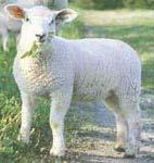 AI rams ~6/year Lambs