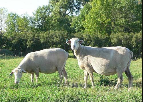 Improving Lambing Rate in Out of Season Breeding Systems Breeding and