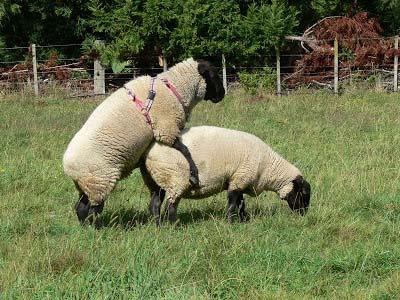 Improving Lambing Rate in Out of Season Breeding Systems Manage the breeding area Keep in smaller lots first