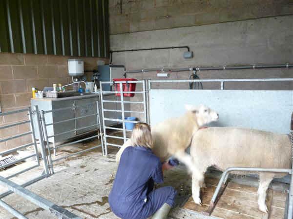 Improving Lambing Rate in Out of Season Breeding
