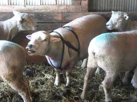 Improving Lambing Rate in Out of Season Breeding Systems Prime the male