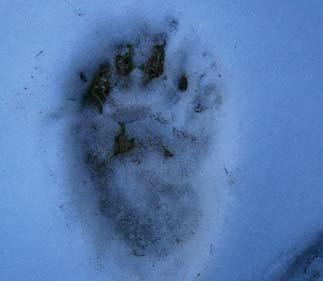 122 Nikolai Spassov, Geko Spiridonov, Vassil Ivanov, Ludmil Assenov Fig. 2. A footprint from the hind paw of a very large male bear (width 17.5 cm), Rakitovo State Forestry, the Rhodope Mountains.