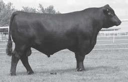 Stevenson Angus Owned Reference Sires Stevenson Angus Owned Reference Sires Stevenson Moneymaker R185 Reference Sire 15003238 birth date: 2/16/2005 tattoo: R185 S A F 598 Bando 5175 # Bon View Bando