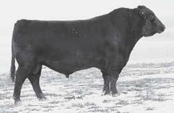 86 Muscle, shape and phenotype a proven sire for eye appeal and performance 2009 Denver Stockshow Champion Pen and Carloads carried heavy Moneymaker influence Breed leading performance All time high