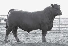 15 CE HHHH Marb +.28 RE -.07 Fat +.022 $W 31.18 $F 19.96 $G 19.16 $B 28.12 Four star calving ease, LOT 7 recorded 78 BW and ranks in the lowest 4% of all non-parent bulls for BW EPD and top 10% CED.
