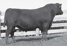 018 $W 23.85 $F 28.65 $G 24.33 $B 46.08 Four star calving ease, LOT 126 recorded 81 BW to rank in the lowest 25% for BW EPD and top 25% for CED EPD.