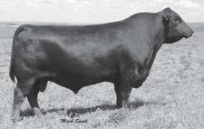A 56 Angus Bred Heifers Due to calve: January 21 to February 3 Confirmed AI bred primarily to 21AR Roundup 7005 An excellent set of early calving heifers bred to featured ORIgen/ABS calving ease sire
