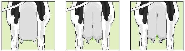 Central Ligament 15. Central Ligament Ref. point: The depth of cleft at the base of the rear udder.