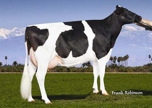 23 Herds: 52 Daughters: 78 Reliability : 86% GMACE 14*APR Conformation 7 Mammary System 6 Feet & Legs 6 Dairy Strength 6 Rump 6