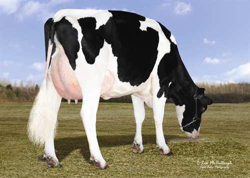 Angle 1L Heel Depth Pin Setting Bone Quality Pin Width +4 CHRIS-DA HALAK 420 Herd Life 106 GM Milking Speed 98 G Somatic Cell