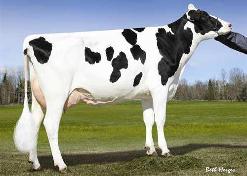 04 Herds: 30 Daughters: 46 Reliability : 81% GMACE 14*APR Conformation 11 Mammary System 8 Feet & Legs 9 Dairy Strength 8 Rump 7