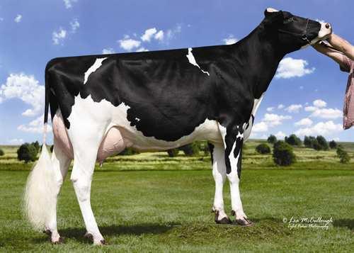 16 Herds: Daughters: Reliability : 64% GPA 14*APR Conformation 12 Mammary System 11 Feet & Legs 8 Dairy Strength 6 Rump 3 HICKORYMEA SIGNIF OHIO-P-ET Dam Udder Depth 7S Rear Leg Side View 3S Udder