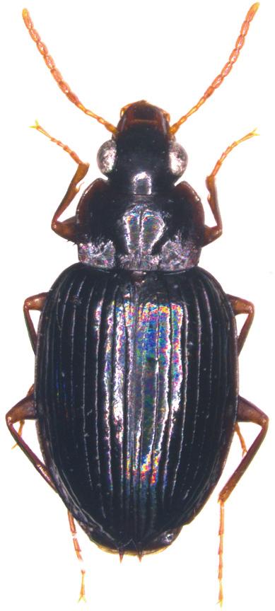 Baehr: Dolichoctis from Australia (Carabidae) 83 Etymology The name is a female adjective and refers to the black colour of the sutural spines.