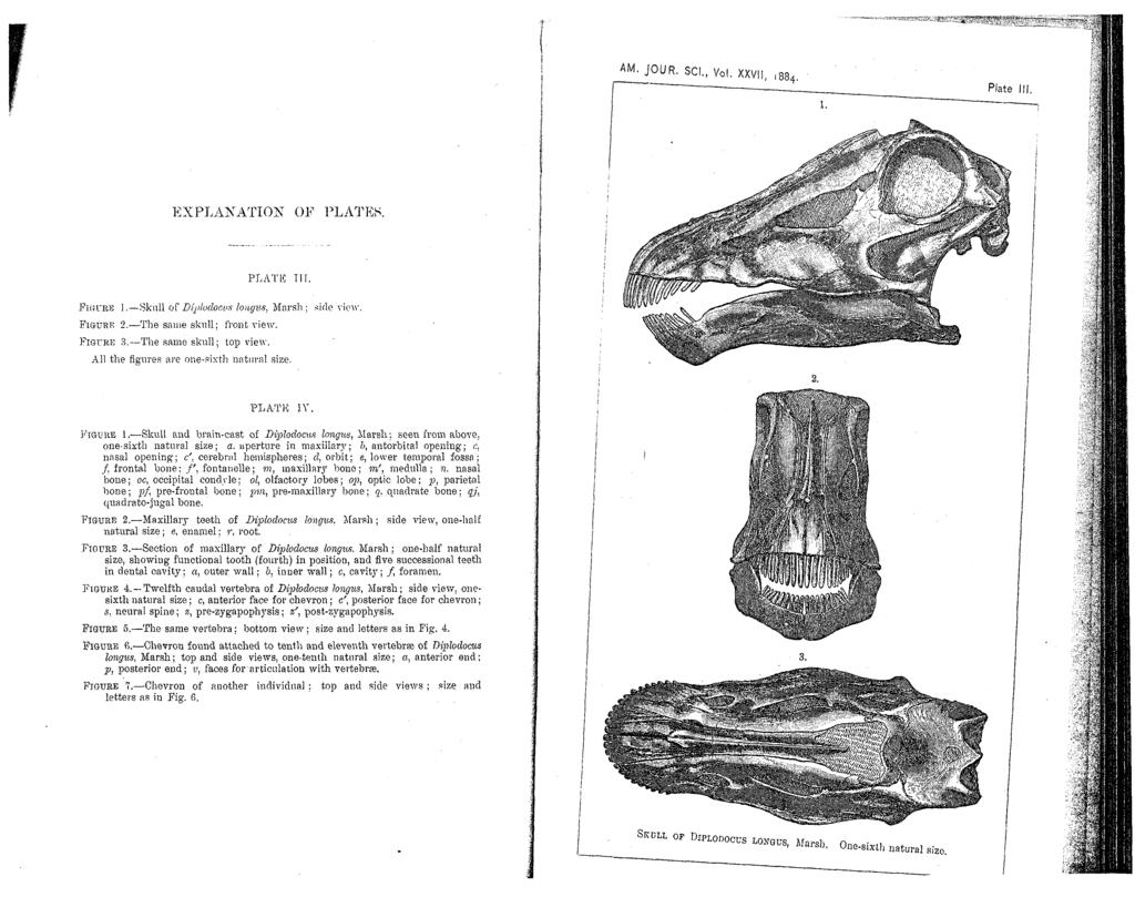 " JVW*1pVj*T- ^ - * _^JOUR. SCI., Vol. XXVII, l8s 4. Plate III EXPLANATION OF PLATES. --.;: ^ <<""'> PLATK Til. FIGURE 1. Skull of Diplodocus longus. Marsh; side view. FIGURE 2.