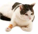 excessive licking, biting or chewing, because it encourages them to leave their wounds and sores alone.