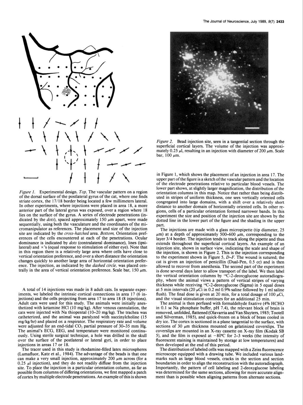The Journal of Neuroscience, July 1989, 9(7) 2433 Figure 2. Bead injection site, seen in a tangential section through the superficial cortical layers. The volume of the injection was approximately 0.